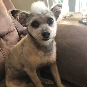 Meet your Posher, Dawn